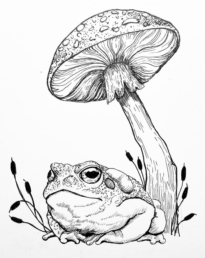 TOAD